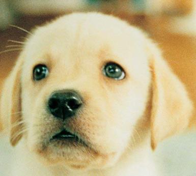 Sheriff Labrador Safety Tips 2